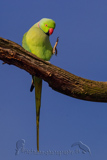 Ring-necked Parakeet 